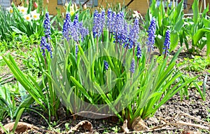 Grape hyacinth flowers. Blue muscari flowers Grape hyacinth in the spring flower bed.