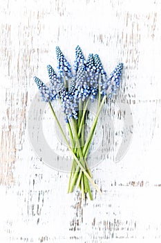 Grape Hyacinth Flowers on Rustic Wooden Background