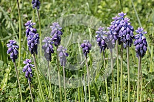 Grape hyacinth in full bloom