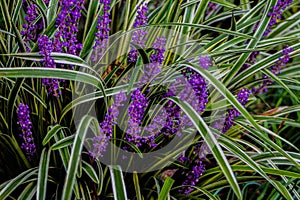 Grape Hyacinth in the Garden