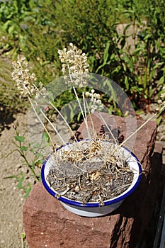 Grape hyacinth, hyacinth, Muscari, withers, photo