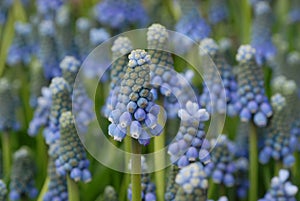 Grape hyacinth muscari photo