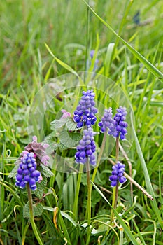 The grape hyacinth (Muscari)