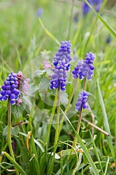 The grape hyacinth (Muscari)