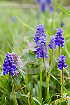 The grape hyacinth (Muscari)