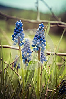 The grape hyacinth (Muscari)