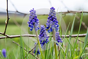 The grape hyacinth (Muscari)