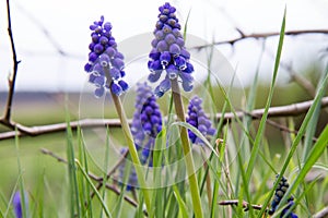 The grape hyacinth (Muscari)