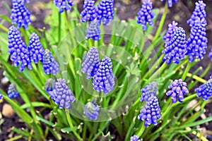 Grape hyacinth (muscari