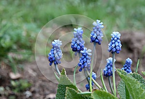 Grape hyacinth muscari