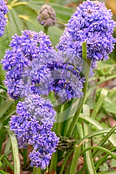 Grape hyacinth Muscari armeniacum Fantasy Creation, broccoli-like purple-blue flowers