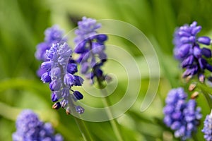 Grape hyacinth Muscari Armeniacum