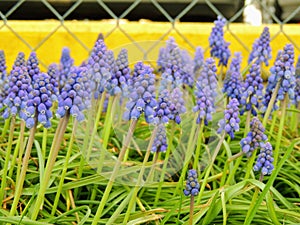 Grape hyacinth Muscari armeniacum flowering in early spring. Macro of blue Muscari flower meadow with yellow curb and chain link f