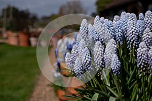 Grape hyacinth muscari armeniacum flowers, photographed in springtime at Wisley garden, Surrey UK.