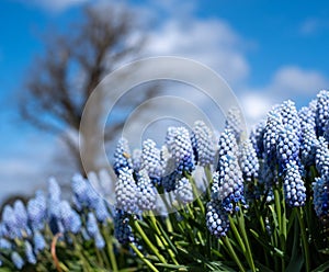 Grape hyacinth muscari armeniacum flowers, photographed in springtime at Wisley garden, Surrey UK.