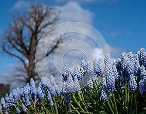 Grape hyacinth muscari armeniacum flowers, photographed in springtime at Wisley garden, Surrey UK.