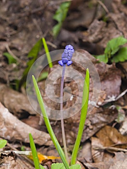 Grape hyacinth, Muscari armeniacum, spring flower with bokeh background close-up, shallow DOF, selective focus
