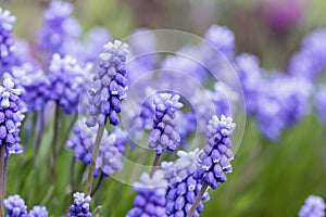 Grape Hyacinth - Muscari armeniacum photo