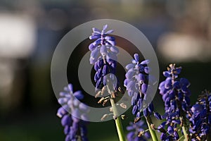 Grape hyacinth muscari