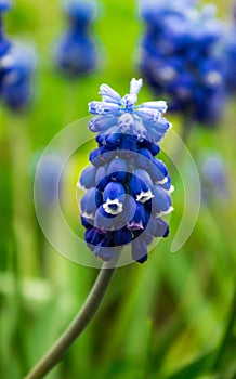 Grape hyacinth, muscari - blooming spring flowers in the garden, blurred background