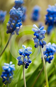 Grape hyacinth, muscari - blooming spring flowers in the garden, blurred background