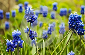 Grape hyacinth, muscari - blooming spring flowers in the garden, blurred background