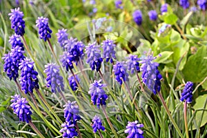 Grape hyacinth - muscari flowers closeup