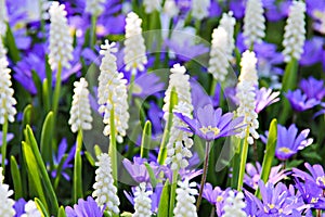 Grape hyacinth - muscari flowers closeup