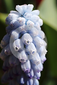 Grape hyacinth