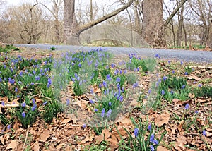 Grape Hyacinth, or Muscari, growing wild along the C and O canal towpath in Maryland