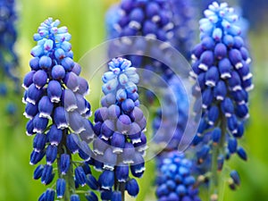 Grape hyacinth, Muscari `Joyce Spirit`