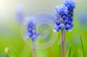 Grape Hyacinth or Muscari Latifolium botryoides flower bulbs macro