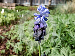 Grape hyacinth (Muscari latifolium) buds displaying two different kinds of flowers. At the top are the