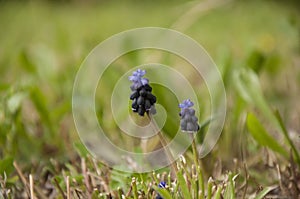 Grape Hyacinth(Muscari neglectum)