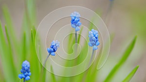 Grape hyacinth or muscari neglectum dark blue color. Blooming in spring april and may. Selective focus.