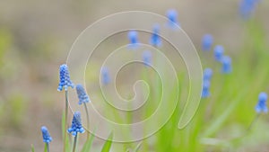 Grape hyacinth or muscari neglectum dark blue color. Blooming in spring april and may. Slow motion.