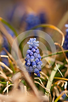 Grape Hyacinth with Orange Grass