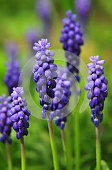 Grape hyacinth