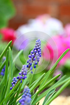 Grape hyacinth in spring