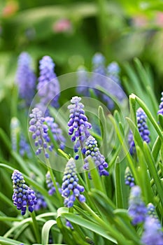 Grape hyacinth in spring