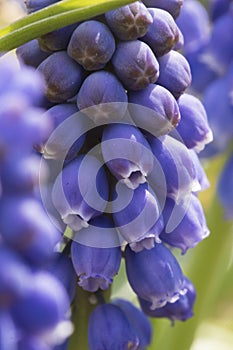 Grape Hyacinth Spring Flower Garden