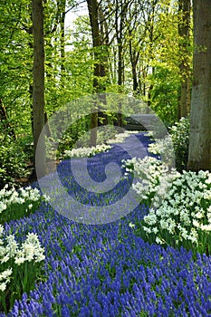 Grape Hyacinth and white daffodils