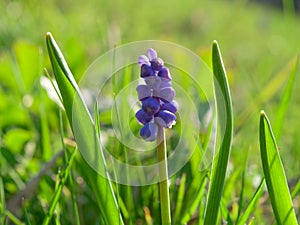 grape hyacinth (Muscan) in the grass photo