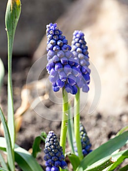 Grape hyacinths