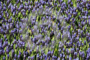 Grape hyacinths