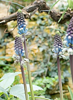 Grape hyacinths