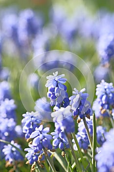Grape hyacinths on a blurred background