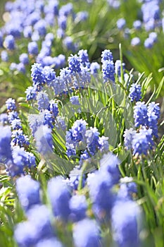 Grape hyacinths with a blurred front