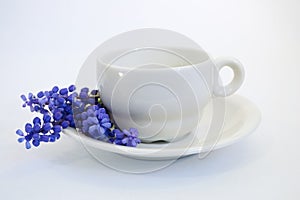 Grape hyacinths that decorate the coffee cup