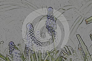Grape Hyacinths - Digital Art